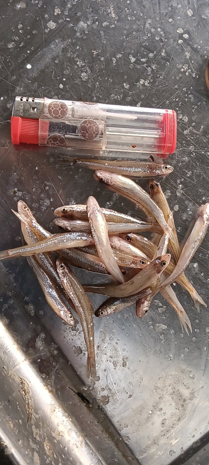生晒小鱼干3一6公分纯淡干鱼猫粮，量大价优欢迎咨询下单