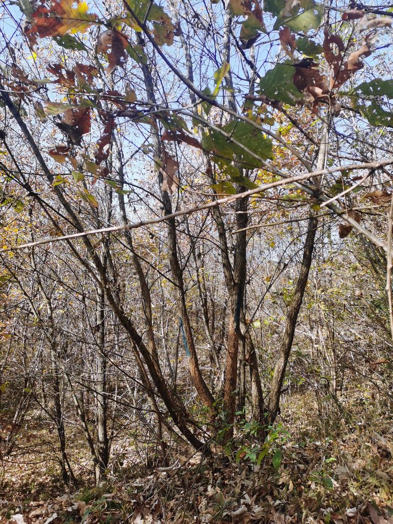 绿化单棵苗木蒙古栎8—20公分大小规格丛生蒙古栎