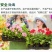 凯闲辛菌胺醋酸盐苹果树腐烂病农药杀菌剂果锈病毒病辛菌胺盐