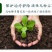 凯闲辛菌胺醋酸盐苹果树腐烂病农药杀菌剂果锈病毒病辛菌胺盐
