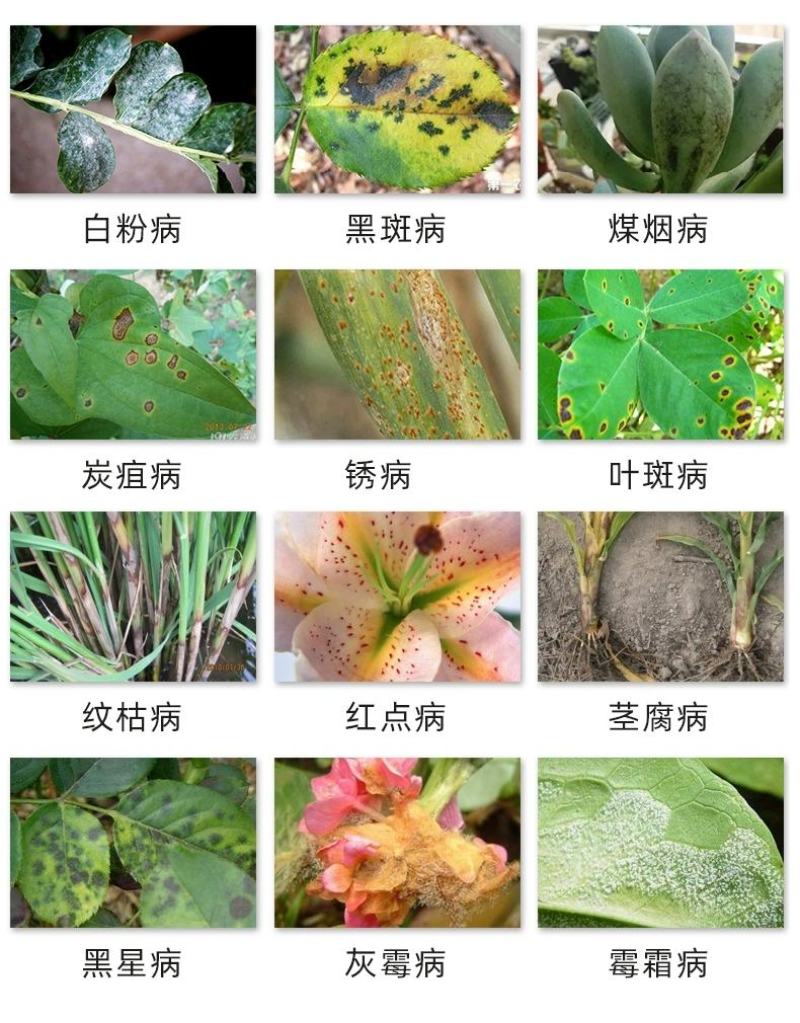 凯闲辛菌胺醋酸盐苹果树腐烂病农药杀菌剂果锈病毒病辛菌胺盐