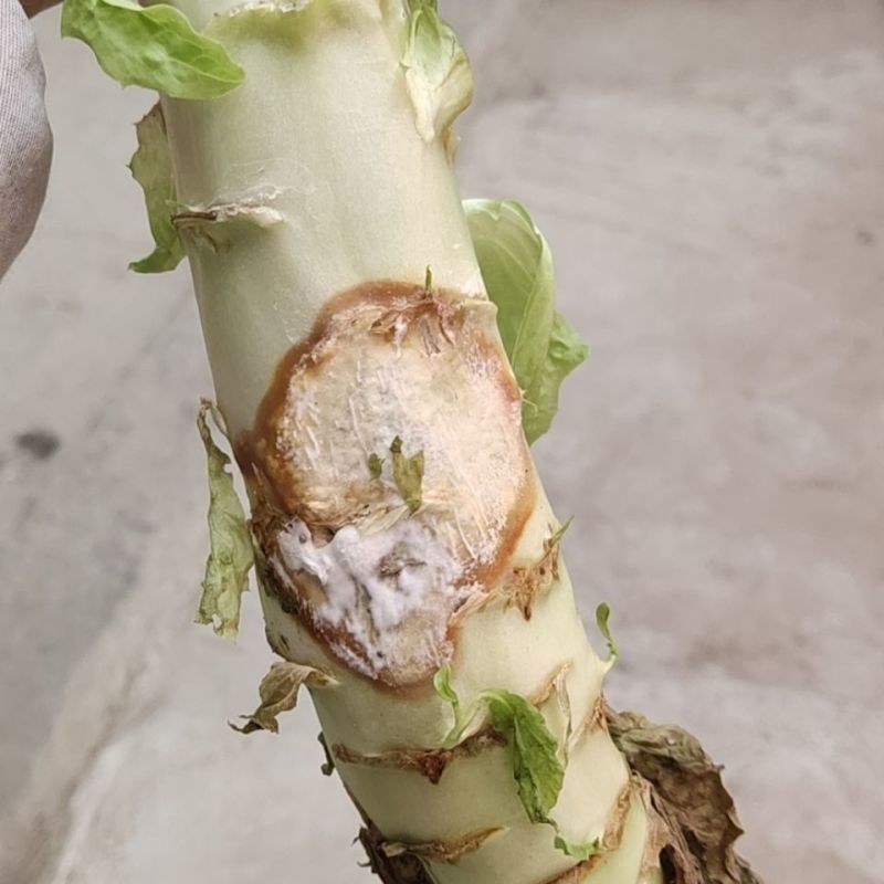 65%腐霉利啶酰菌吡唑醚菌酯葡萄草莓灰霉病灰力通农药