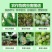65%腐霉利啶酰菌吡唑醚菌酯葡萄草莓灰霉病灰力通农药