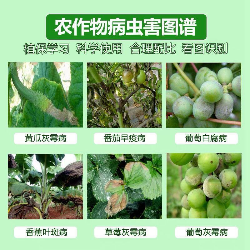 65%腐霉利啶酰菌吡唑醚菌酯葡萄草莓灰霉病灰力通农药