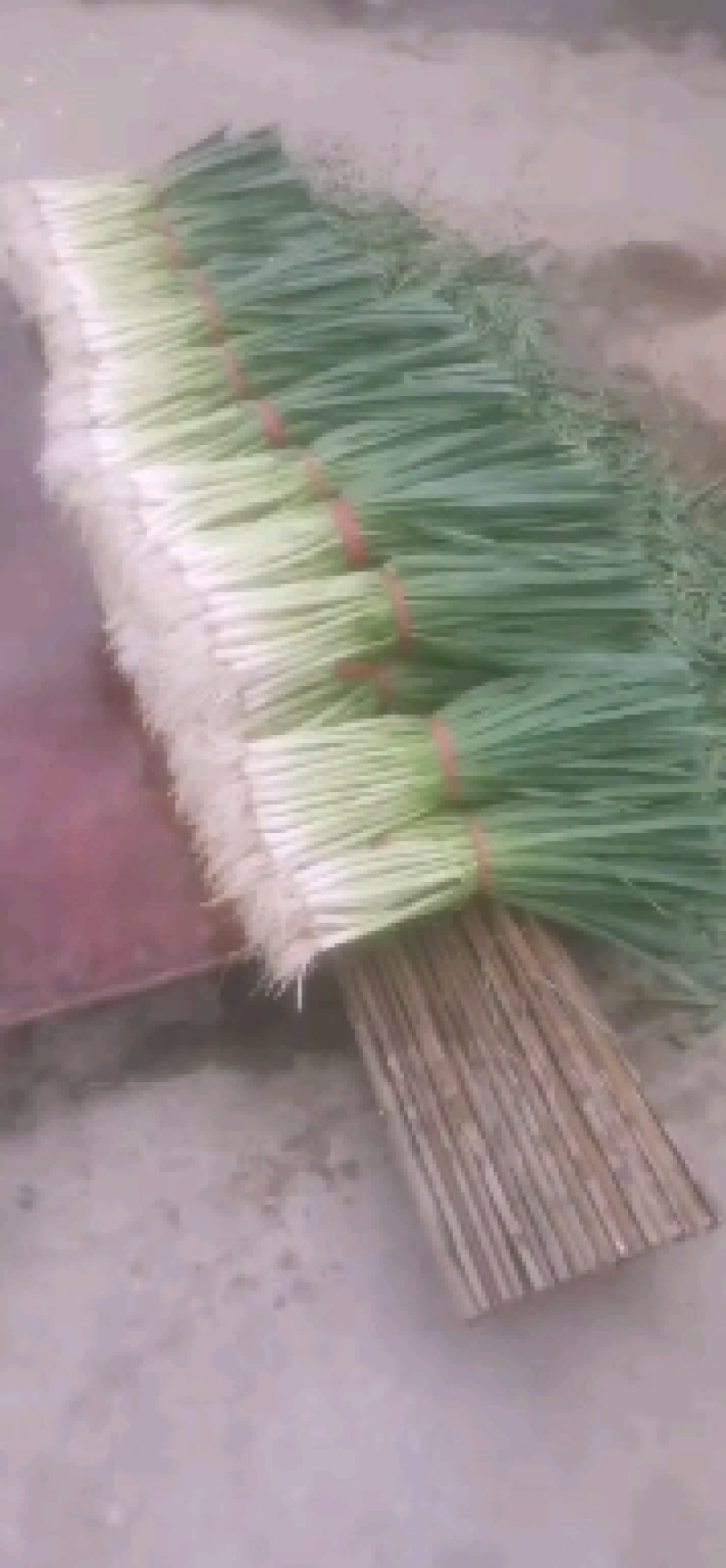 蒜苗，水冼，红根蒜苗货源集中，产地直供，质量有保证