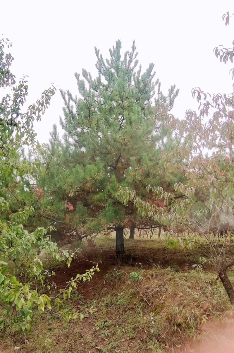 5米油松价格，6米油松多少钱一棵旱地油松价格，一级油松