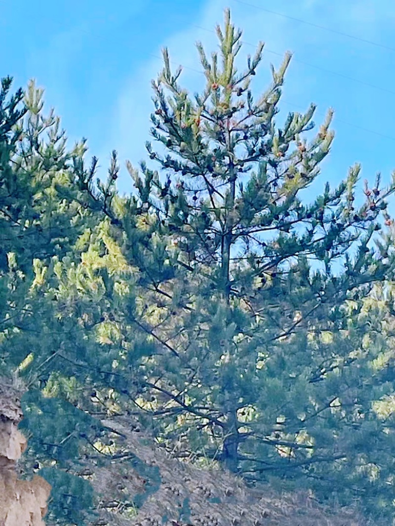 5米油松价格，6米油松多少钱一棵旱地油松价格，一级油松