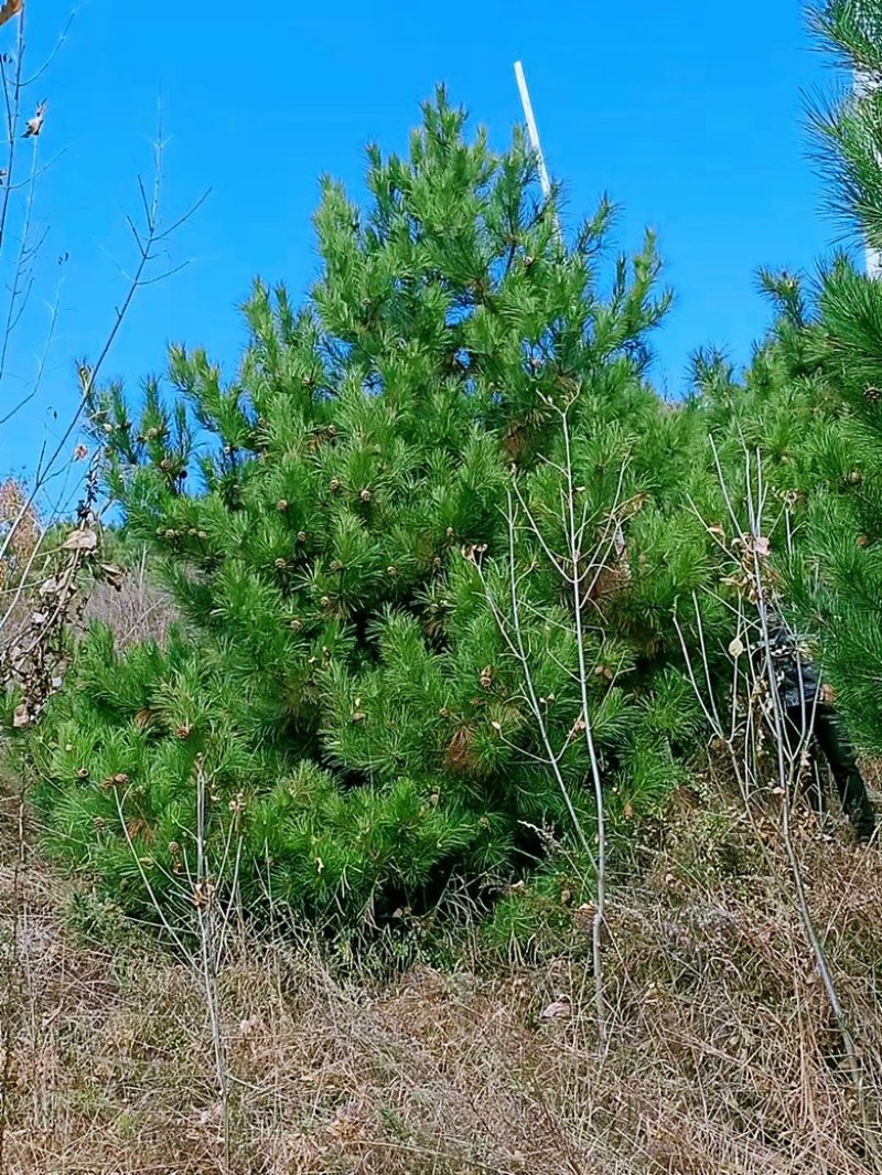 5米油松价格，6米油松多少钱一棵旱地油松价格，一级油松