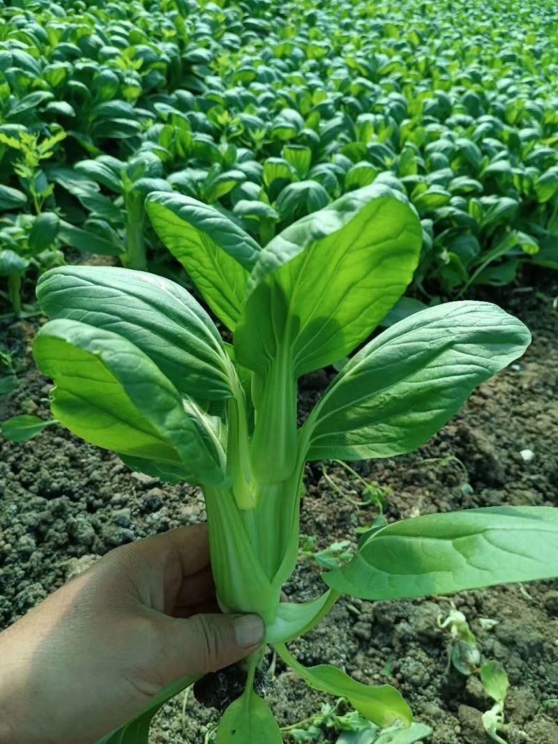 青菜苔