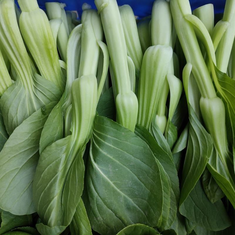 青菜苔