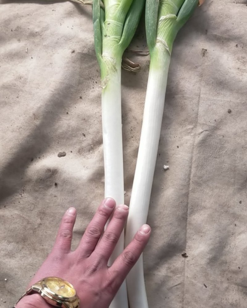 精品大葱大量有货打冷无烂葱叶面好只做精品货源
