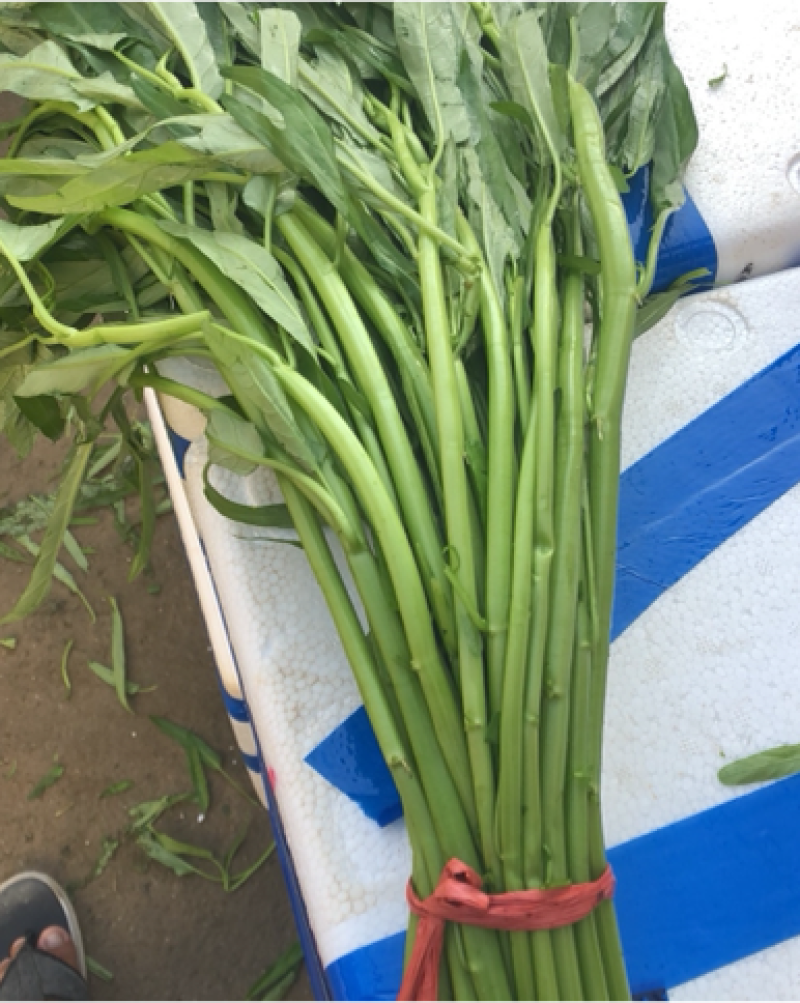 空心菜大量上市，基地直销，规模100亩，自己种植