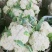 微笑面对蔬菜批发？代办各种蔬菜，有散花，西兰花，茄子，黄