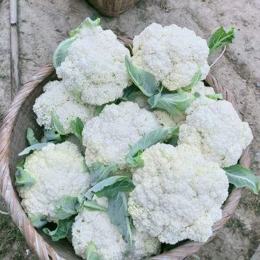 微笑面对蔬菜批发？代办各种蔬菜，有散花，西兰花，茄子，黄
