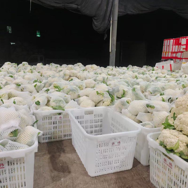 微笑面对蔬菜批发，代办各种蔬菜，有散花，西兰花，茄子，黄