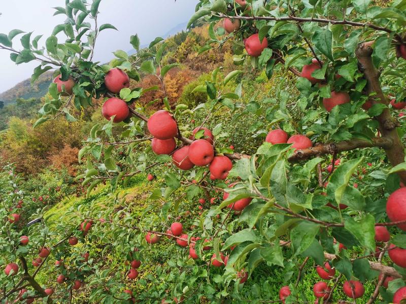 吉林省珲春市富硒苹果大量发货中可以包山发货