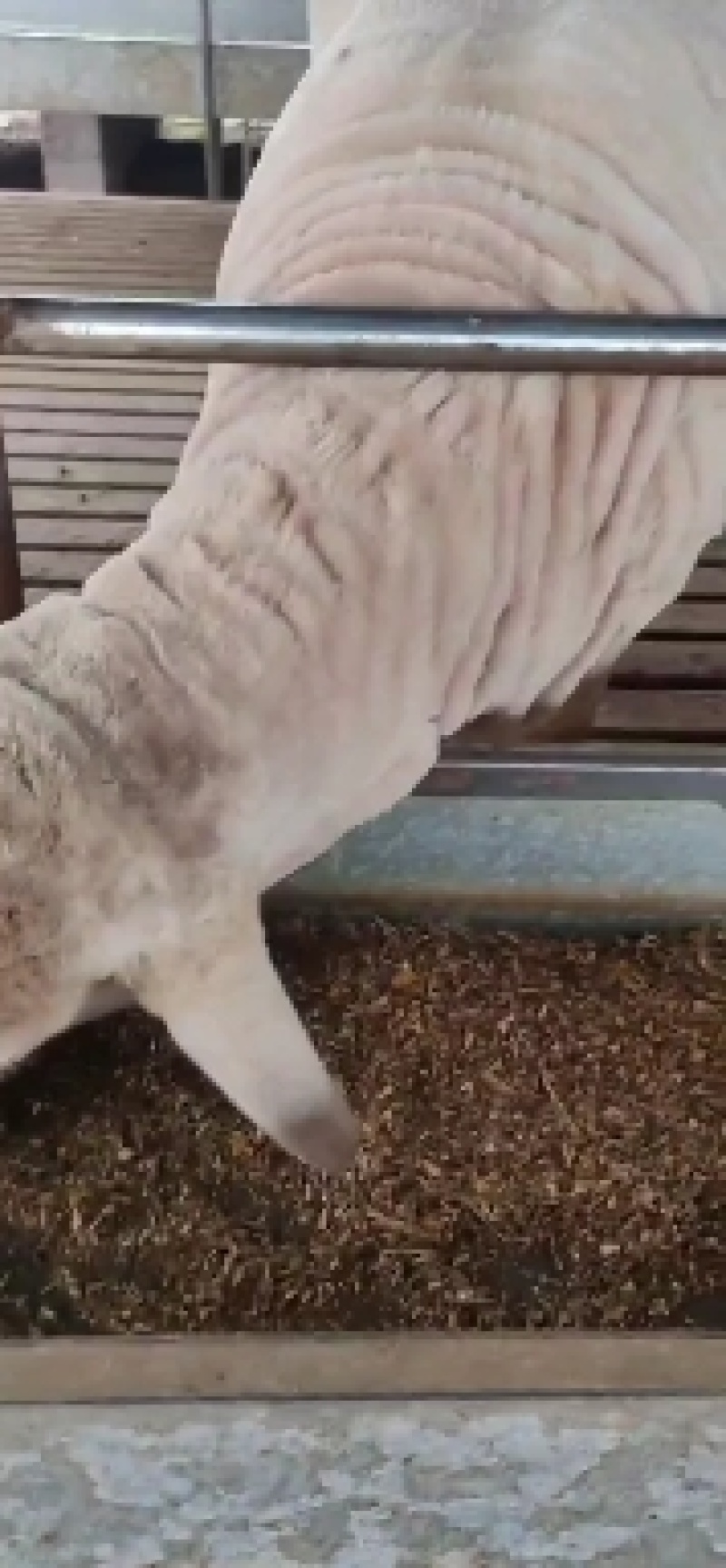 黑头杜泊羊价格，纯种澳洲白羊价格，怀孕黑头杜泊羊，