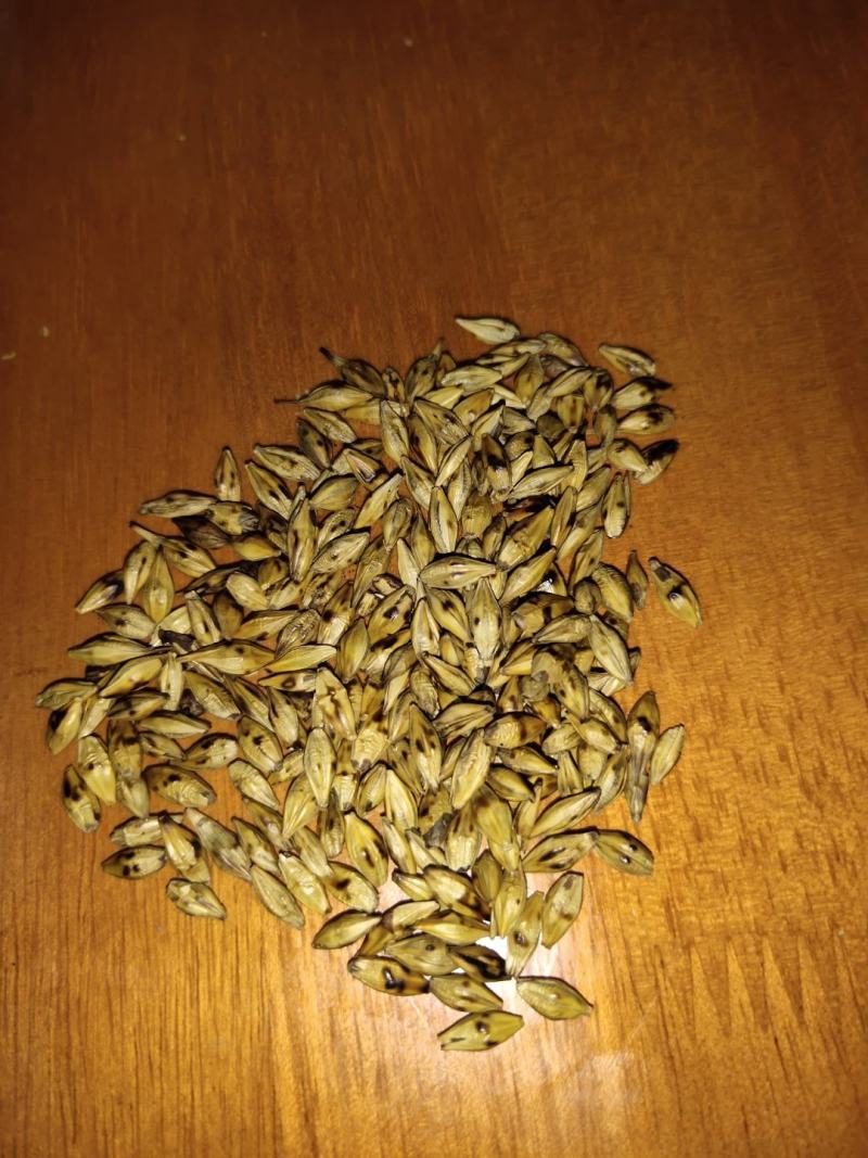 特级大麦茶批发