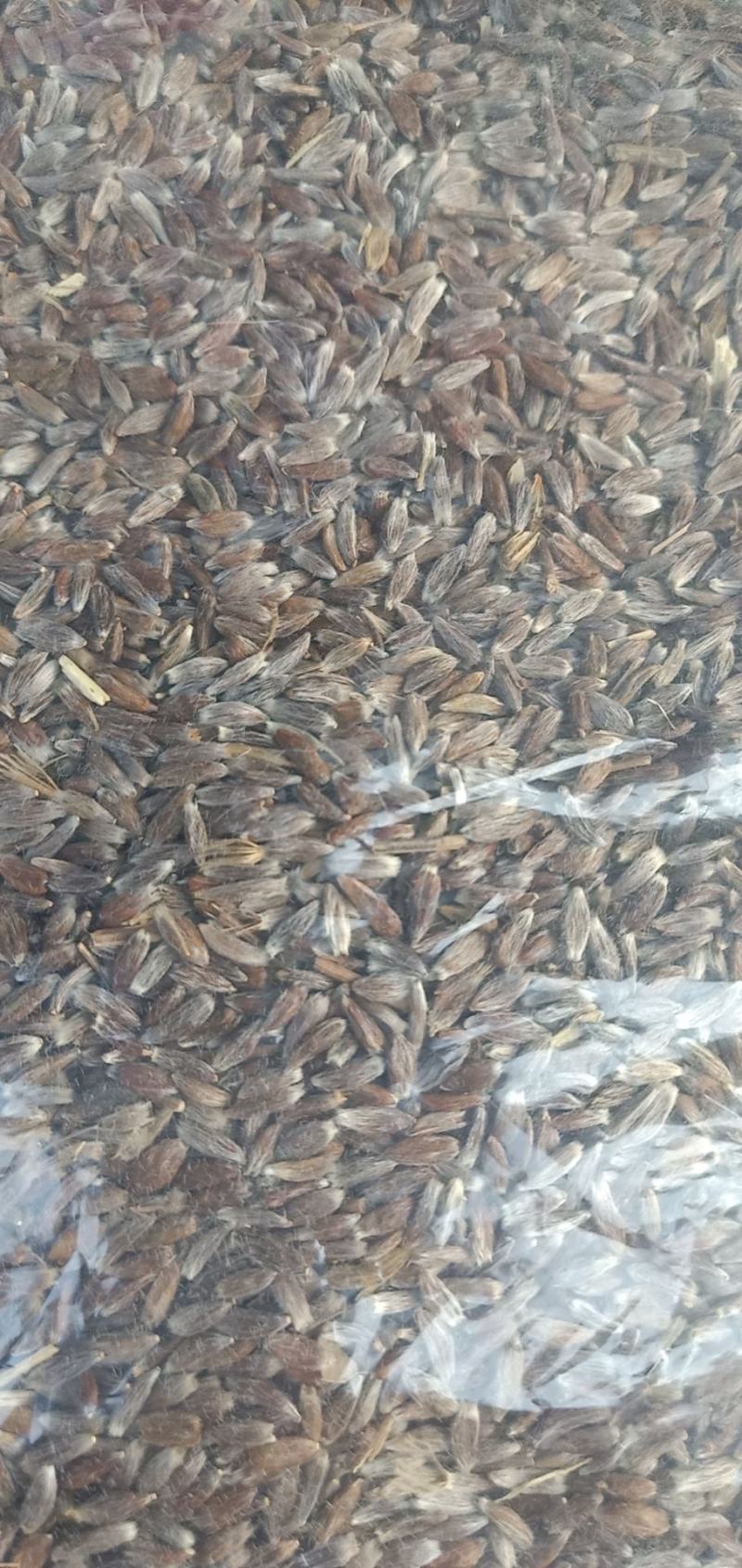 北苍术种子