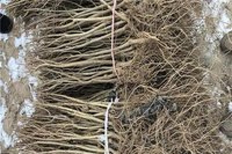 新品种红如意石榴苗价格突尼斯软籽石榴树苗泰山红石榴树