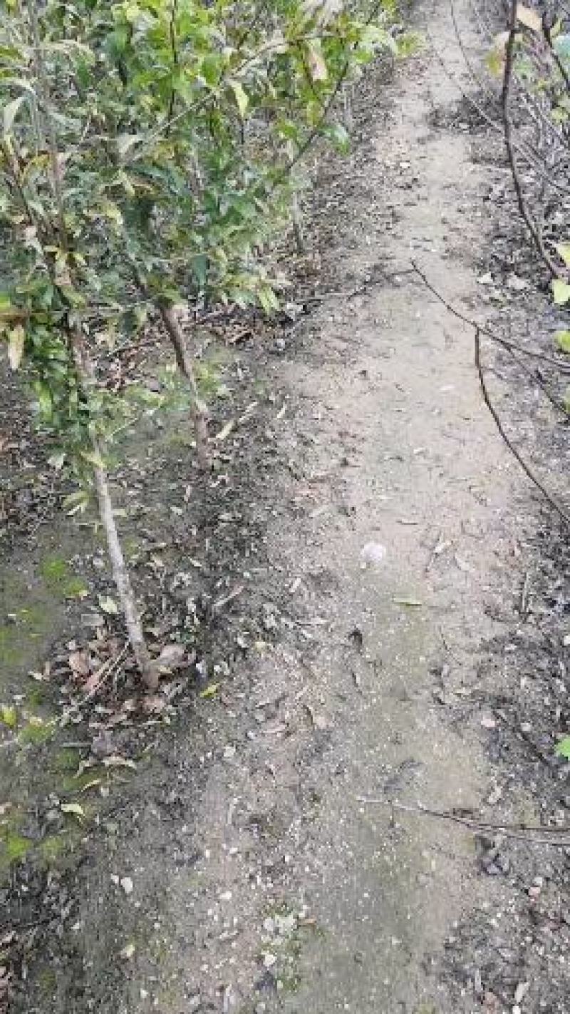 新品种红如意石榴苗价格突尼斯软籽石榴树苗泰山红石榴树