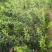 新品种红如意石榴苗价格突尼斯软籽石榴树苗泰山红石榴树