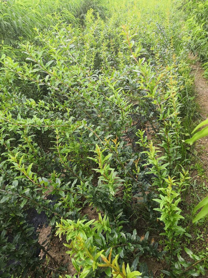 新品种红如意石榴苗价格突尼斯软籽石榴树苗泰山红石榴树