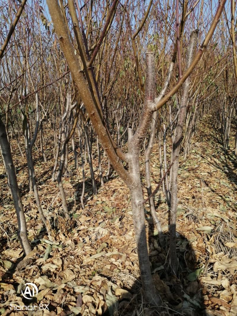 美金828品种桃苗：自己家苗圃基地培育的果苗