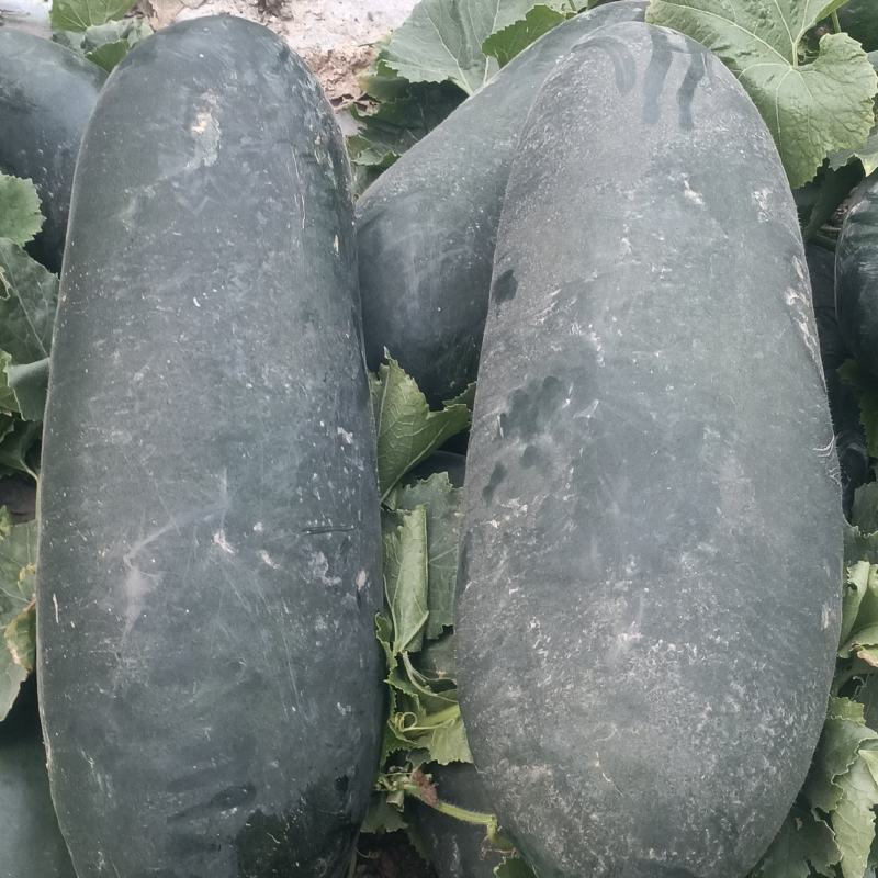 黑皮冬瓜
