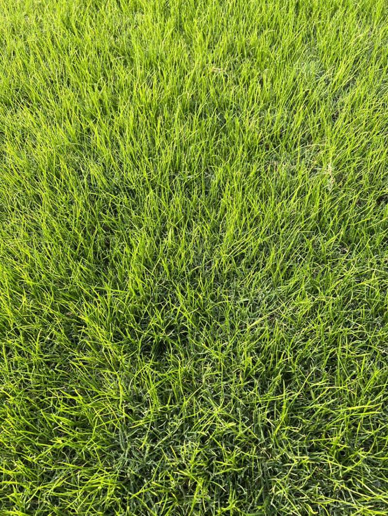 2022年10月优质草坪