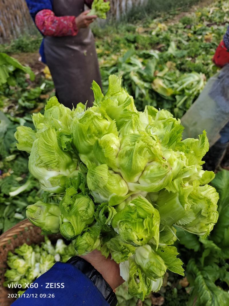 儿菜大量上市，无冒苔无红顶，叶片清秀，无腐烂