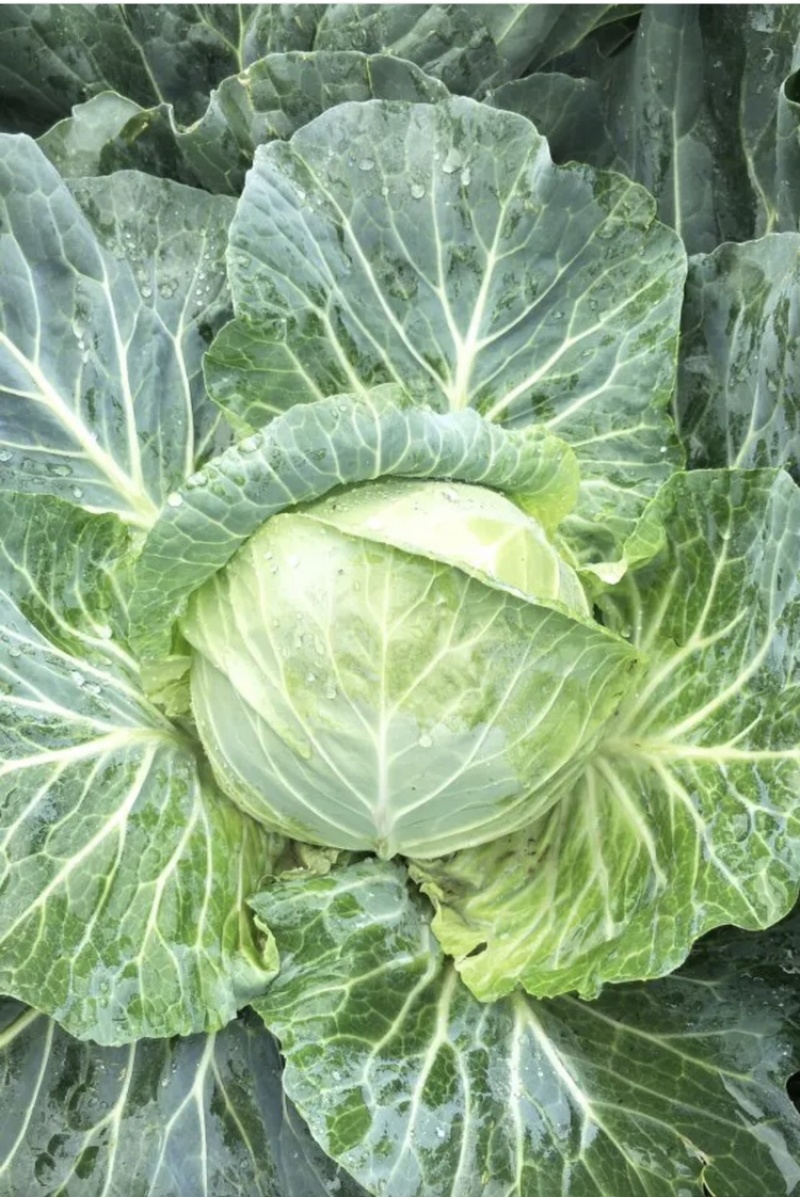 高原铁头