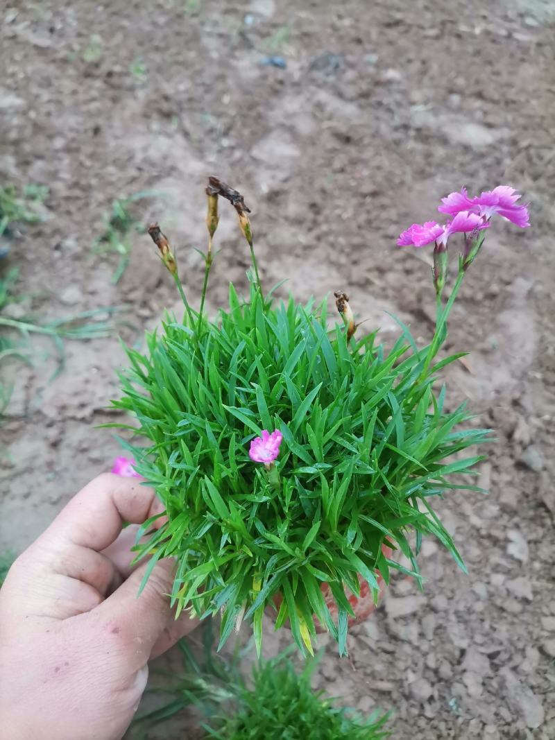 欧石竹，常夏石竹，花海用苗，大量供应欧石竹