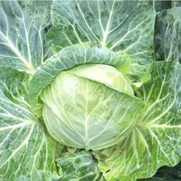 高原铁头