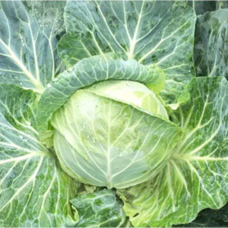 高原铁头