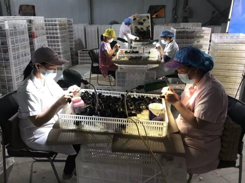 【优质】黑凤鸡苗，各类资质齐全，全程提供技术指导