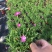 欧石竹草花基地出售营业钵欧石竹海量上市