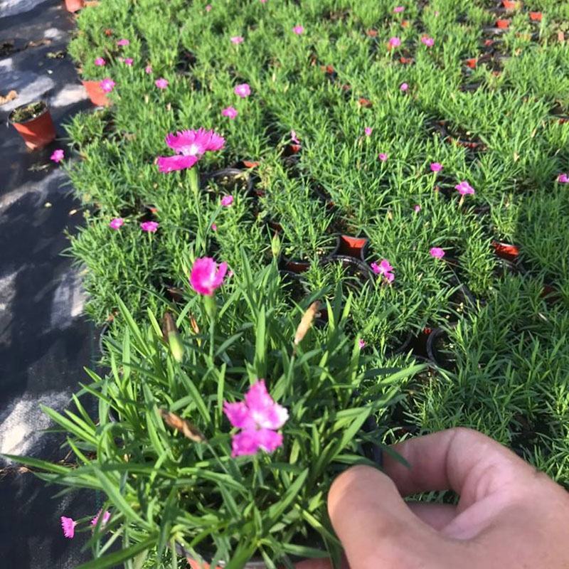 欧石竹草花基地出售营业钵欧石竹海量上市