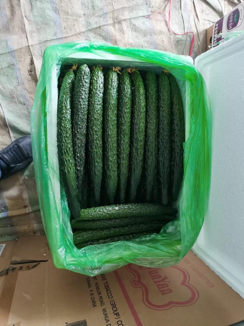 热销密刺黄瓜大量批发发往全国基地货源质量保证
