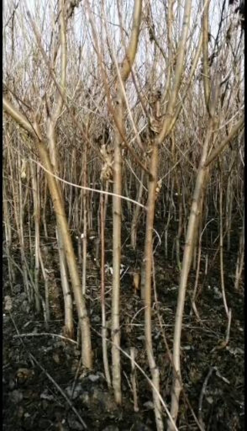 黄金巨蟠桃苗，：自己家苗圃基地培育的果苗
