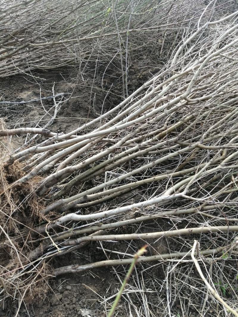 黄金巨蟠桃苗，：自己家苗圃基地培育的果苗