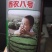 西瓜苗，美都西瓜苗，8424西瓜苗