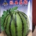 西瓜苗，美都西瓜苗，8424西瓜苗