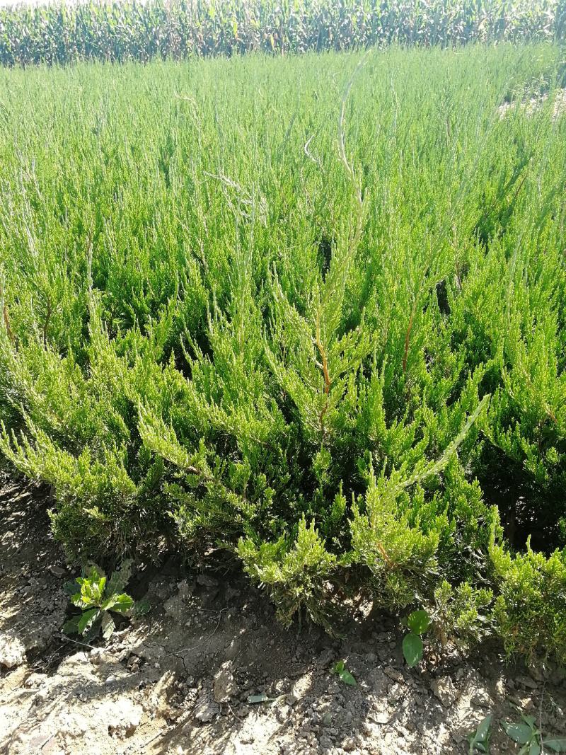 龙柏，50-60公分小龙柏工程苗，冠幅30公分