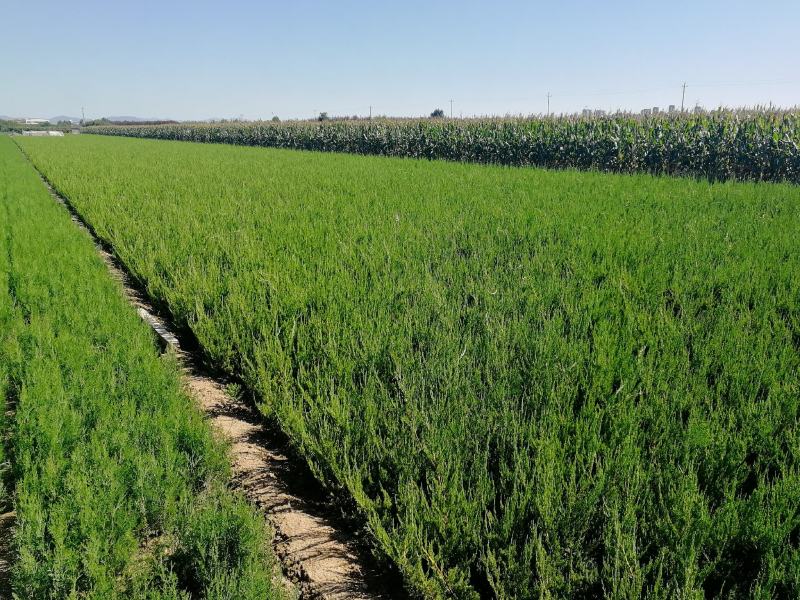 龙柏，50-60公分小龙柏工程苗，冠幅30公分