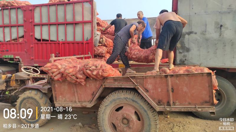 河北精选龙薯九号济薯26西瓜红烟薯25，甜面细条无丝