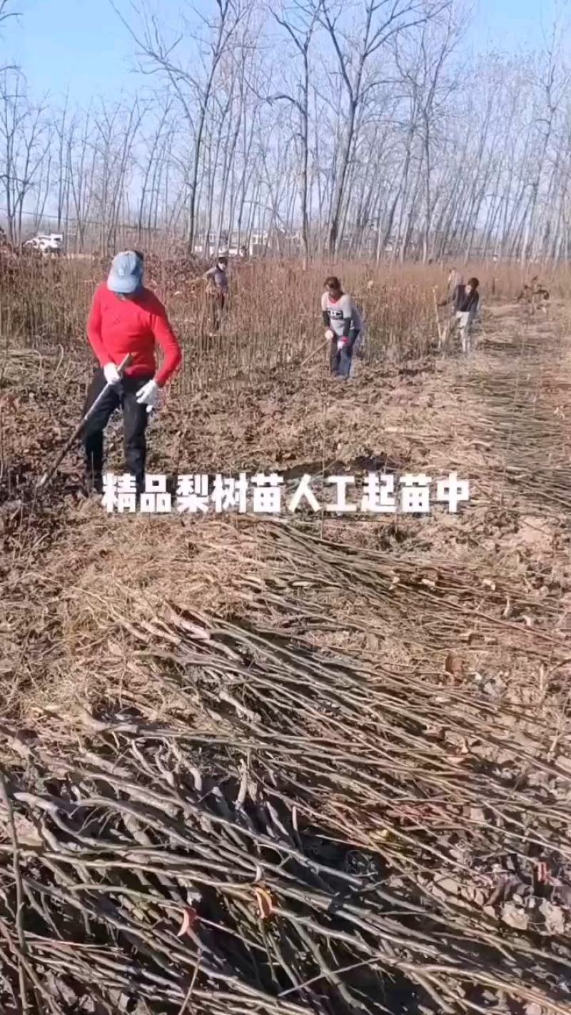 早酥红梨苗，品种纯，可提供技术指导。又名彩红梨