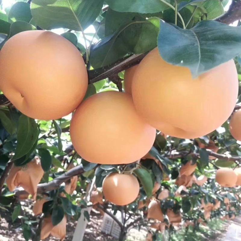 秋月梨树苗：自己家苗圃基地培育的苗子。