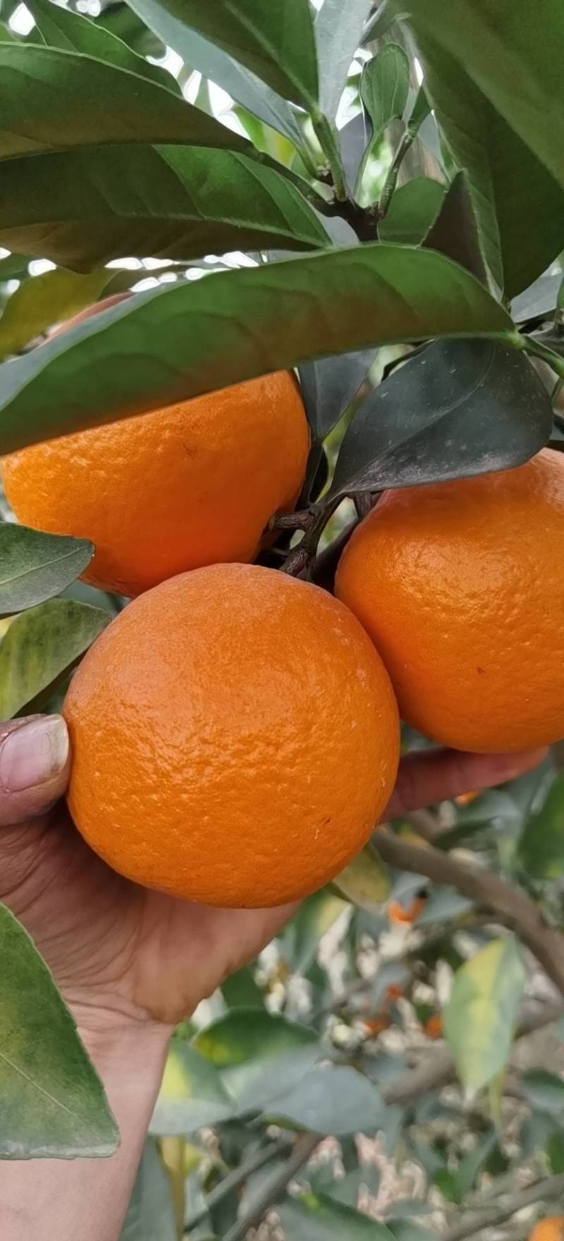 武鸣沃柑一手货源产地直供对接商超，社区团购平台