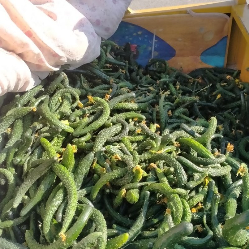 次品黄瓜黄瓜扭次黄瓜产地直销货源充足保质保